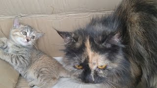 Rescue Feral Kittens Are Sad And Scared Of Their Mother As She Is In Bad Mood