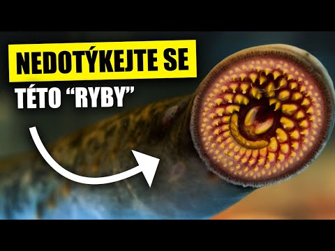 TOP 5 EVOLUČNĚ