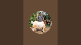 Kamis wage update harga sapi pasar plaosan