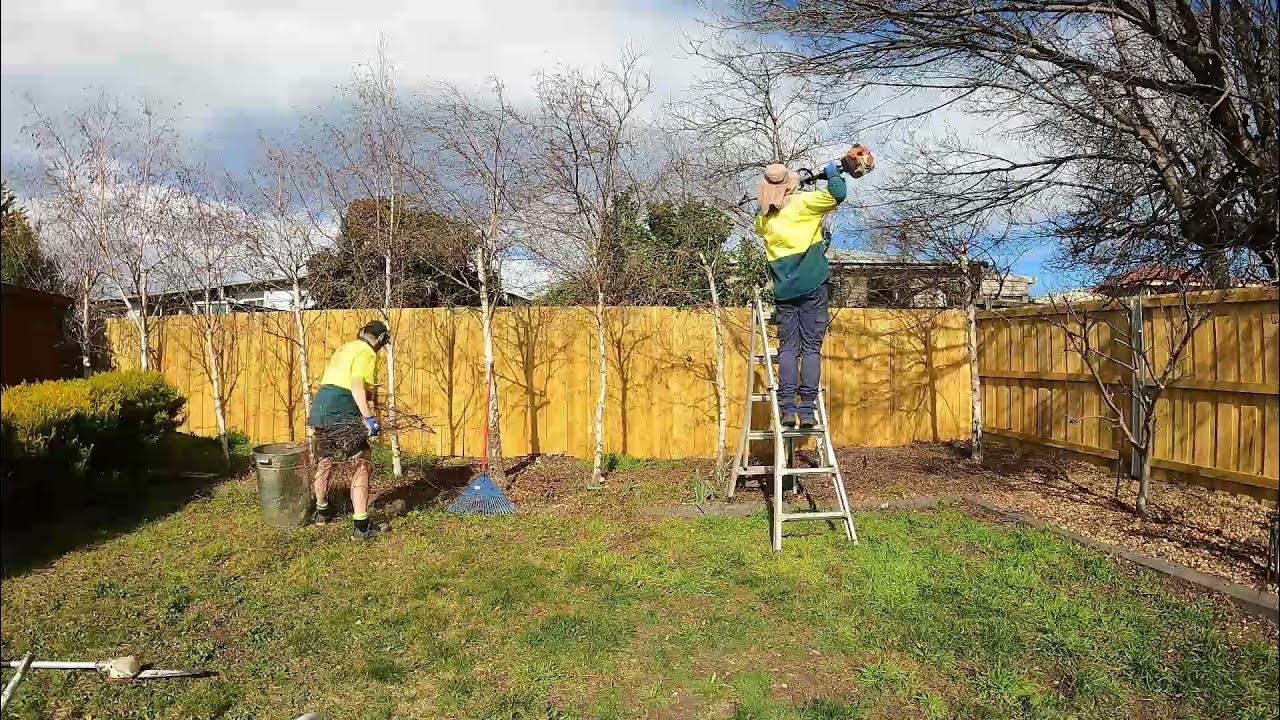 Complete Overgrown Lawn & Yard Renovation Satisfying Lawn Mowing