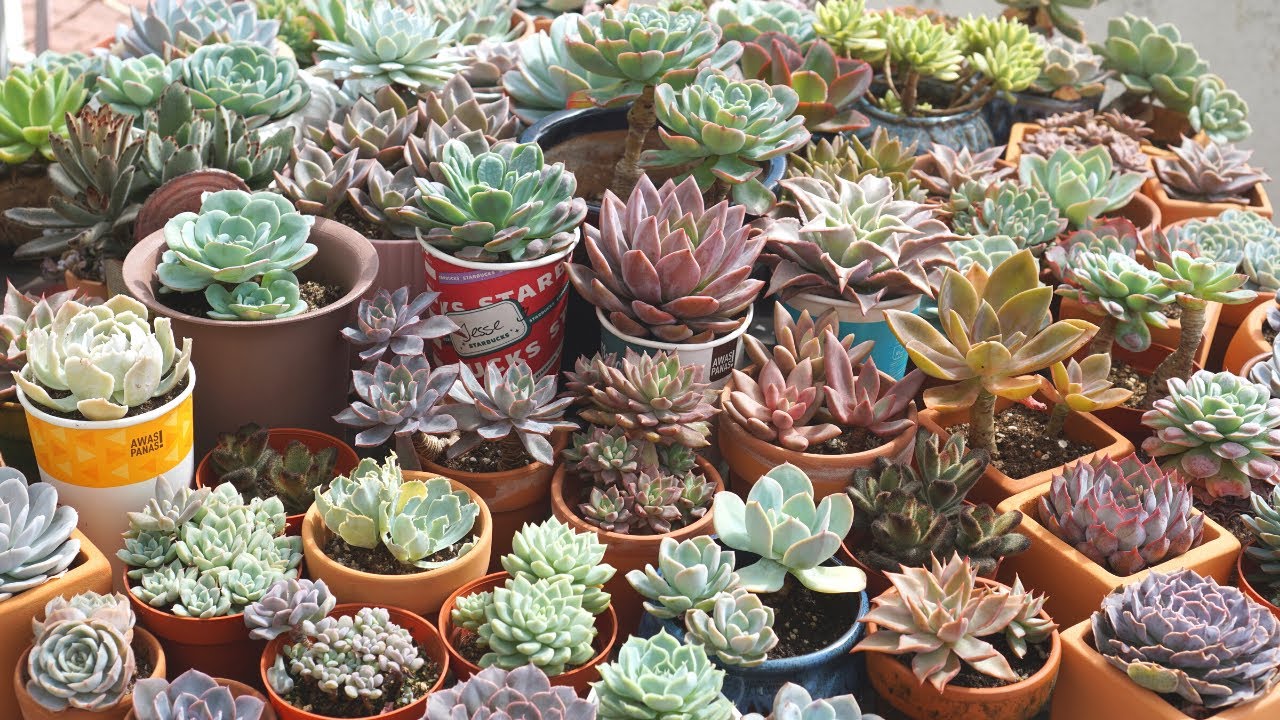 Succulents Corner in hot and humid environment