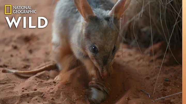 Meet The Bilby of Taronga Zoo | Secrets of the Zoo...