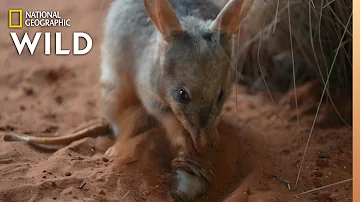 Meet The Bilby of Taronga Zoo | Secrets of the Zoo: Down Under