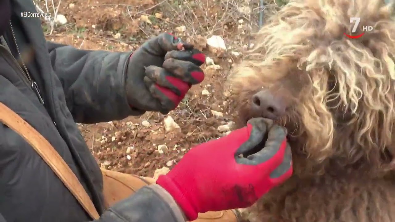 LOS PERROS TRUFEROS DE TRUFBOX