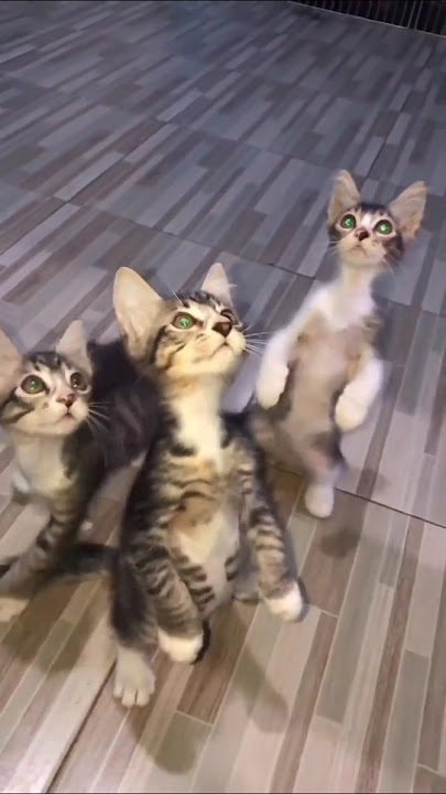 Playing with three cute cats #shorts #kitten #cat #funny