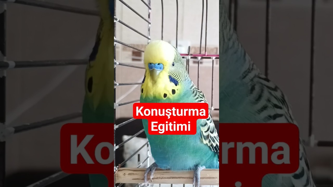 Konuşturma Eğitimi İçin En Etkili Sesler , Muhabbet Kuşu Konuşturma #MuhabbetKuşu #konuşankuş