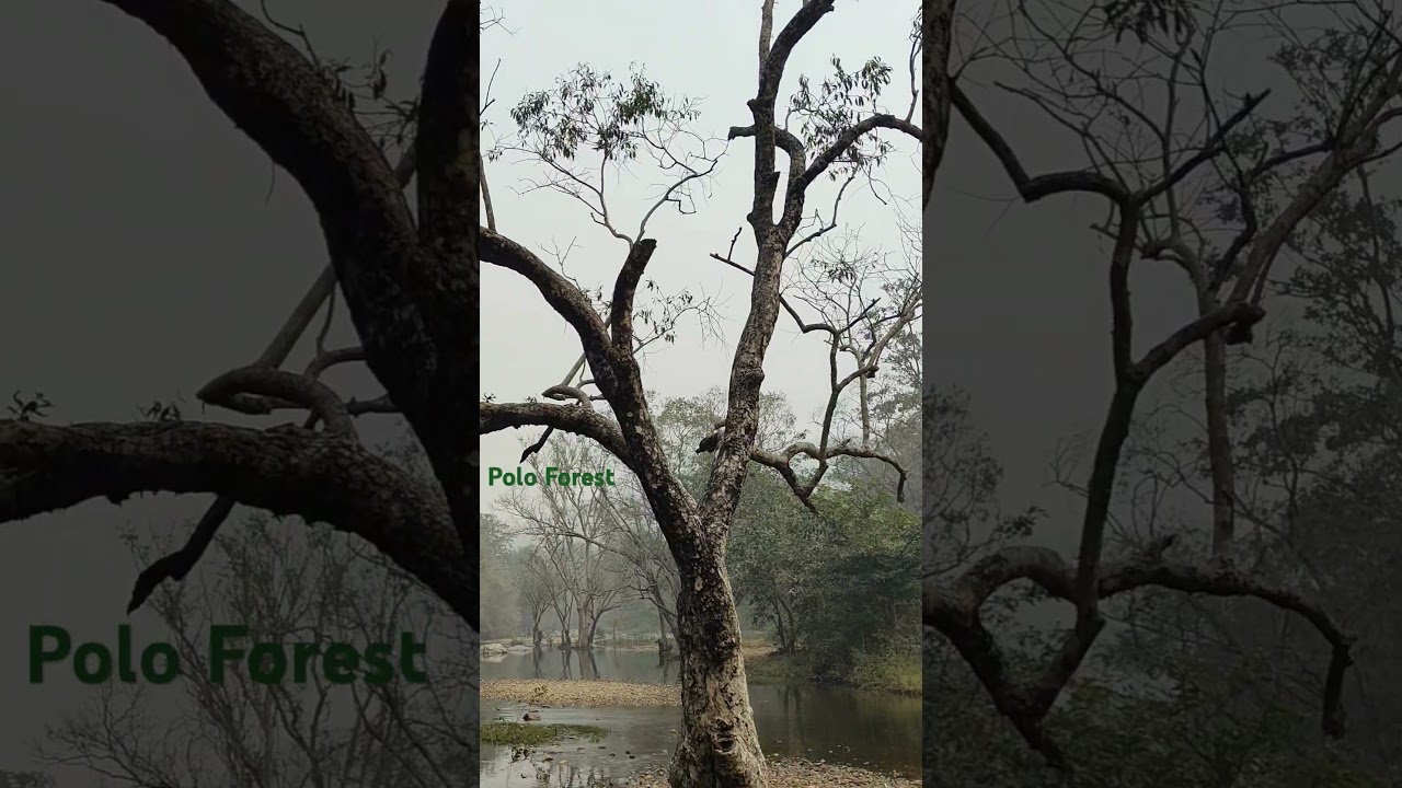 #poloforest