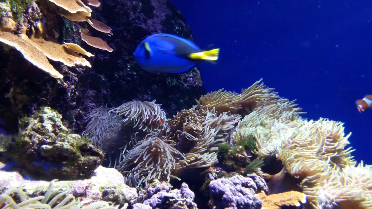 Dory and Marlin in real life #findingnemo - YouTube