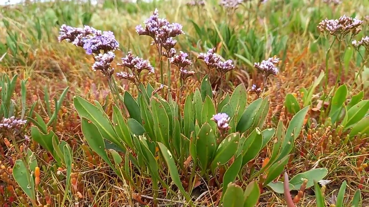 Common Sea-lavender: A Stunning Plant That Thrives in the Coastal Environment