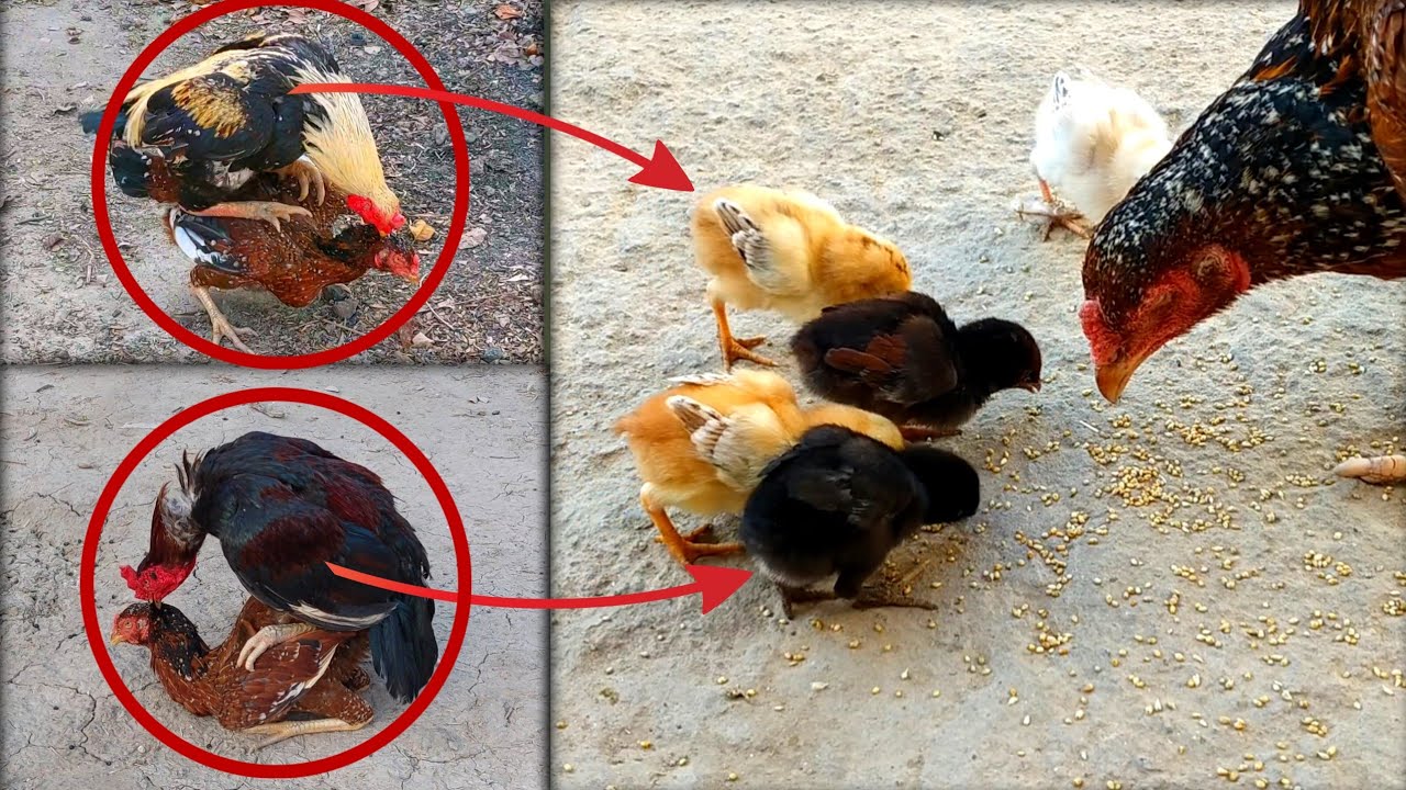 Leave 2 separate Rooster on 2 hen From 2 different color roosters 2