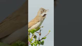 Whitethroat calling