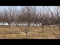 Катумы. Весна 2019 года. Обрезка яблоневого сада.