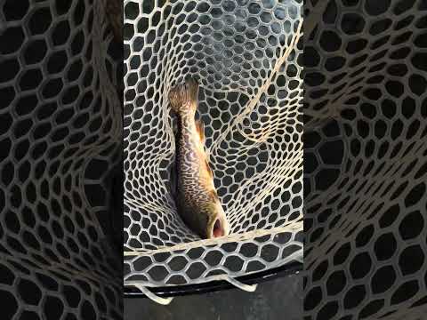 Tiger trout release.  West Virginia trout fishing.