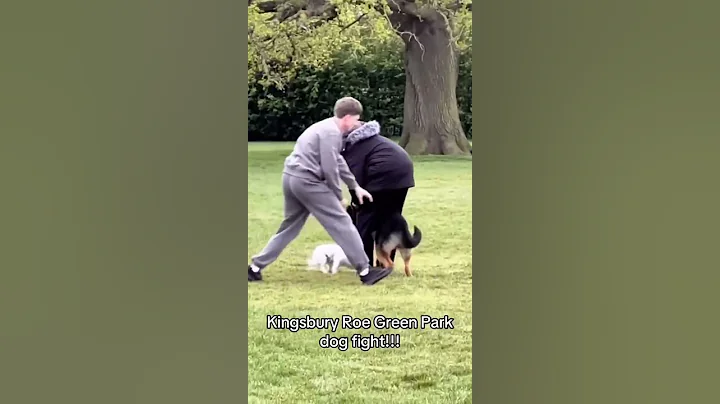 Man Sticks Finger in German Shepherd’s Butt.. to Save Tiny Dog—Insane Park Rescue Caught on Camera