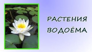 Окружающий Мир. Растения Водоёмов.