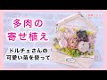 【多肉植物】多肉の寄せ植え　レター型の鉢にドルチェさんの苗を使って