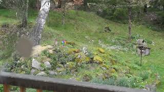 Squirrel collects wool for drey