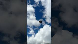 Don’t Blink! #eagles #eagle #buzzard #grey #birdsofprey #birdflying