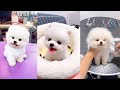 Tik Tok Chó phốc sóc mini Funny and Cute Pomeranian Videos #3