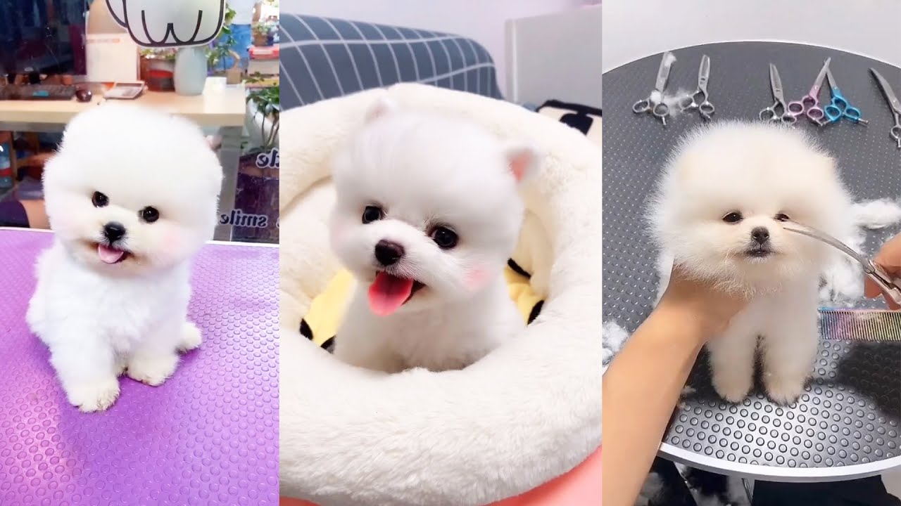 Xem những video về các chú chó Pomeranian sẽ mang lại chút thư giãn, tình cảm và cảm hứng trong cuộc sống của bạn. Những chú cún xinh đẹp này luôn cố gắng làm hài lòng chủ nhân của mình bằng những trò đùa và khuôn mặt đáng yêu. Hãy nhanh chóng bấm play ngay bây giờ!