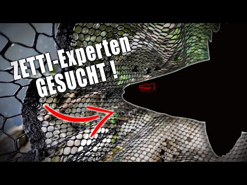 Video: Welche Fische gibt es in der Wolga? Haupttypen