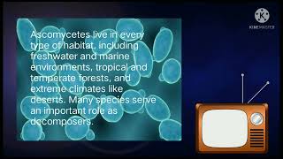 Ascomycota (Sac Fungi)