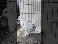 #shorts #viral #shortvideo