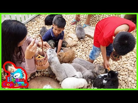วีดีโอ: ให้อาหารกระต่าย