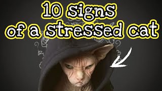 10 SIGNS YOUR CAT IS STRESSED by Aiamazing Top 10 828 views 1 year ago 7 minutes, 55 seconds