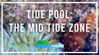 Tide Pools - Mid-tide Zone by Joyce Vu