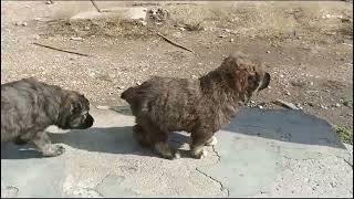 afghan koochi kuchi puppies for new shelter 03065987880