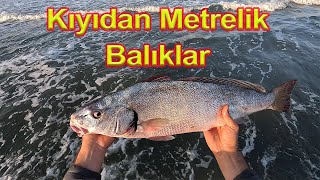 KIYIDAN METRELİK BALIKLAR... KIYIDAN ÇUPRA,LEVREK,MİNAKOP,GRANYÖZ AVI. BÜTÜN BALIKLARI TUTTUK...