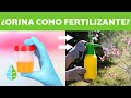 ORINA como ABONO ECOLÓGICO - Cómo Utilizarlo y Beneficios