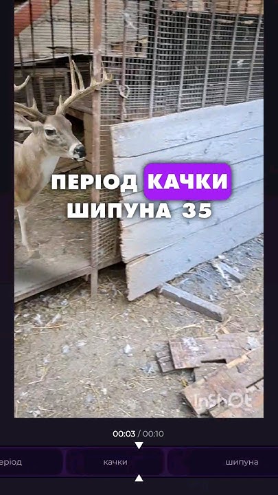 Купити яйця?-в шапці каналу. #інкубатор #шипуни #білікачки #яйця #качки ...