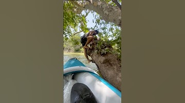Tree branch fail full video ! #texaswildlife #funnyfalls