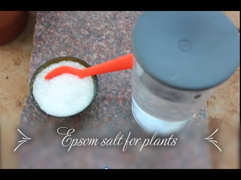 Epsom salt uses for plants || ఎప్సమ్ ఉప్పు మొక్కలకు ఎలా ఉపయోగించాలి || Crazy Gardener