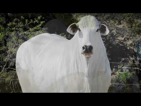 LOTE 11   CONTEMPORANEA FIV QAP   QAP 373 zap