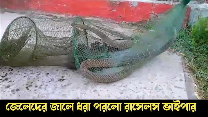 জেলেদের জালে ধরা পরলো রাসেলস ভাইপার‍ সাপ || Russell’s viper snake | রাসেলস্ ভাইপার সাপ