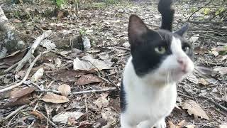 Kucing petani penurut ikut terus kemana bos keliling kebun
