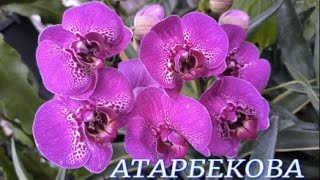 картинка: №1127/ СВЕЖАЯ  поставка ОРХИДЕЙ в с/ц на АТАРБЕКОВА