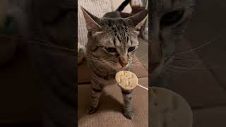 Milo and Mya Happy Easter #tabbycat