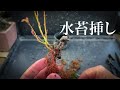 【YMJ】水苔挿しで活着した山もみじの鉢上げ