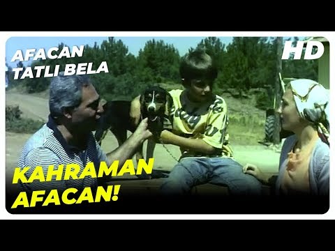 Şahin Kaçak Ağaç Kesenleri Yakalatıyor! | Afacan Tatlı Bela Hikmet Taşdemir Eski Türk Filmi