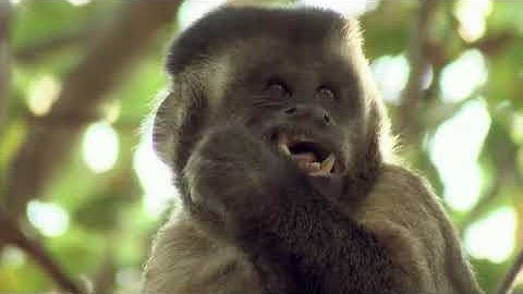 Amazingly Intelligent Monkeys Save Rodent Mouse From Snake Hunting | Prey Escapes Predato