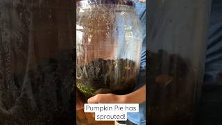 Pumpkin Pie Has Sprouted!🎃 This is our favorite science project! #homeschooling #homeschoolscience