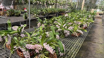 Ngắm lan ngọc điểm nở rộ