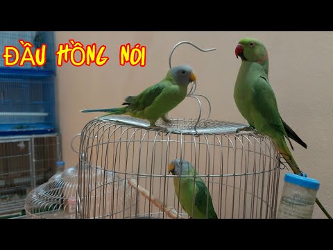 Video Xem Chú Vẹt Đầu Hồng Nói Cực Giỏi. - youtube