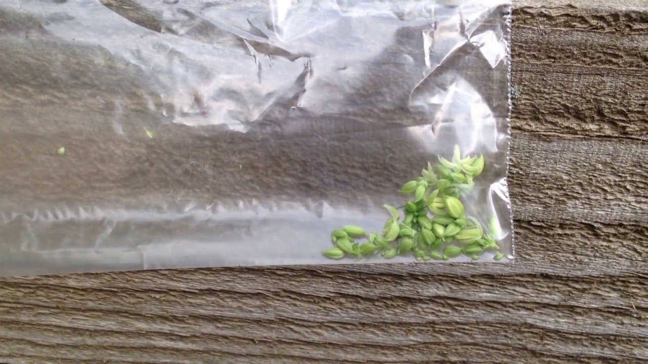 Isolated Cannabis Outdoor Pollination/Breeding