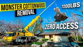 Rascunho final da remoção de grande choupo 2:17:2025