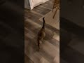 Tabby girl is looking for her food! #pregnantcat #rescuecat #catmom